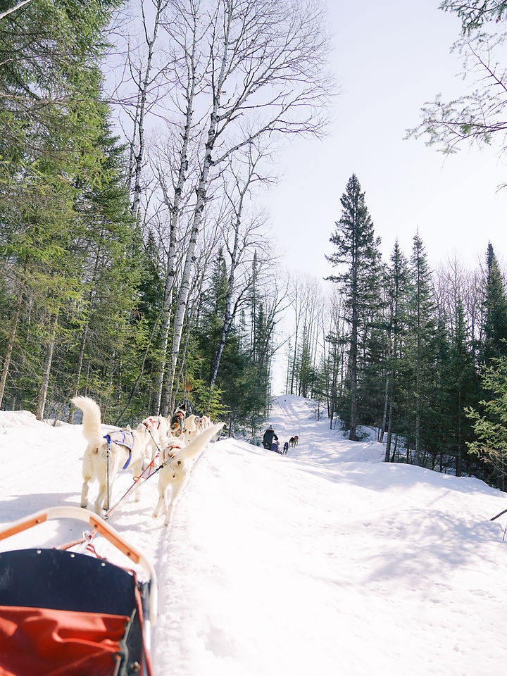 dog sledding on snowy trails through Bayfield, wi
