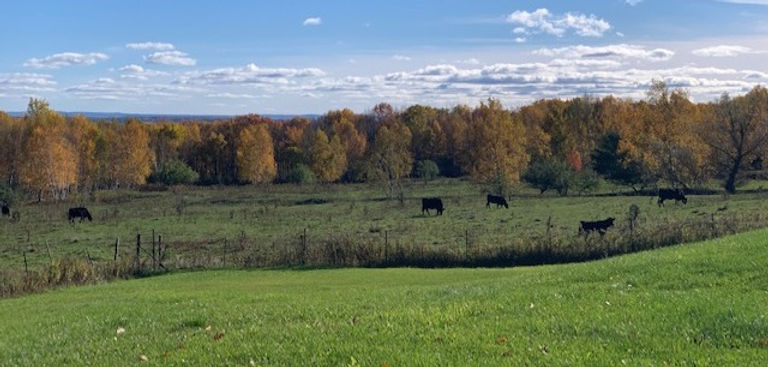 dairy farm pasture with dairy cows